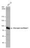 Glycogen Synthase 1 antibody, GTX113453, GeneTex, Western Blot image 