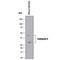 Cathepsin D antibody, AF1029, R&D Systems, Western Blot image 