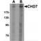 Chromodomain Helicase DNA Binding Protein 7 antibody, MBS150915, MyBioSource, Western Blot image 