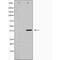 Galectin 9 antibody, GTX03644, GeneTex, Western Blot image 