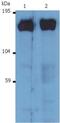 SOS Ras/Rac Guanine Nucleotide Exchange Factor 1 antibody, MCA2887, Bio-Rad (formerly AbD Serotec) , Enzyme Linked Immunosorbent Assay image 