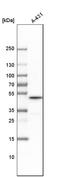 Cyclin B2 antibody, HPA008873, Atlas Antibodies, Western Blot image 
