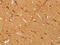 Sirtuin 4 antibody, CSB-PA902433, Cusabio, Immunohistochemistry paraffin image 