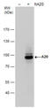 TNF Alpha Induced Protein 3 antibody, GTX113027, GeneTex, Western Blot image 