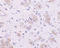 Kelch Like Family Member 1 antibody, LS-C19467, Lifespan Biosciences, Immunohistochemistry frozen image 