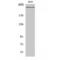 CREB Binding Protein antibody, LS-C382491, Lifespan Biosciences, Western Blot image 