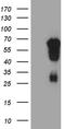 Even-Skipped Homeobox 1 antibody, TA811379S, Origene, Western Blot image 