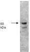P-LAP antibody, AP07542PU-N, Origene, Western Blot image 