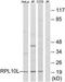 Ribosomal Protein L10 Like antibody, TA316132, Origene, Western Blot image 