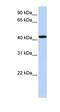 Transcriptional Adaptor 1 antibody, orb325749, Biorbyt, Western Blot image 