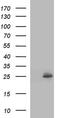 ER Membrane Protein Complex Subunit 8 antibody, MA5-26318, Invitrogen Antibodies, Western Blot image 