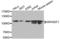 Rho Guanine Nucleotide Exchange Factor 1 antibody, LS-C333194, Lifespan Biosciences, Western Blot image 