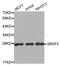 Serine And Arginine Rich Splicing Factor 3 antibody, abx004670, Abbexa, Western Blot image 