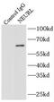 Neuralized E3 Ubiquitin Protein Ligase 1 antibody, FNab05670, FineTest, Immunoprecipitation image 