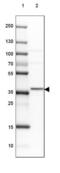 MTOR Associated Protein, LST8 Homolog antibody, NBP2-38491, Novus Biologicals, Western Blot image 