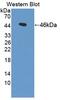 Gelsolin antibody, abx131113, Abbexa, Western Blot image 