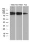 OTU Deubiquitinase 7B antibody, MA5-27168, Invitrogen Antibodies, Western Blot image 