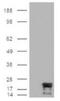 Baculoviral IAP Repeat Containing 5 antibody, GTX30241, GeneTex, Western Blot image 