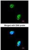 Tousled Like Kinase 1 antibody, NBP1-32354, Novus Biologicals, Immunofluorescence image 