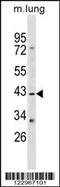 Ras Association Domain Family Member 1 antibody, 59-495, ProSci, Western Blot image 