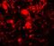 Unc-51 Like Autophagy Activating Kinase 2 antibody, A05219-1, Boster Biological Technology, Immunofluorescence image 