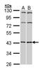 Adenosine A2a Receptor antibody, PA5-21273, Invitrogen Antibodies, Western Blot image 