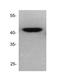 TRNA Aspartic Acid Methyltransferase 1 antibody, NB200-616, Novus Biologicals, Western Blot image 