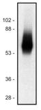T Cell Receptor Associated Transmembrane Adaptor 1 antibody, NB500-485, Novus Biologicals, Western Blot image 