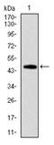 FAS antibody, AM06732PU-N, Origene, Western Blot image 