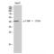 CCAAT Enhancer Binding Protein Alpha antibody, LS-C381065, Lifespan Biosciences, Western Blot image 