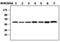 Integrin Linked Kinase antibody, MA5-17228, Invitrogen Antibodies, Western Blot image 