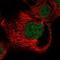 RUN And FYVE Domain Containing 4 antibody, NBP1-91908, Novus Biologicals, Immunofluorescence image 