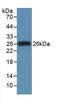 Clusterin antibody, LS-C302887, Lifespan Biosciences, Western Blot image 