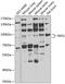 Interacts With SUPT6H, CTD Assembly Factor 1 antibody, 22-899, ProSci, Western Blot image 