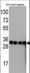 Autophagy Related 7 antibody, LS-C156612, Lifespan Biosciences, Western Blot image 