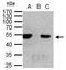 Histone Deacetylase 3 antibody, GTX109679, GeneTex, Immunoprecipitation image 