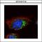 Hepatocyte Growth Factor-Regulated Tyrosine Kinase Substrate antibody, GTX101718, GeneTex, Immunocytochemistry image 