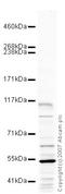 Ring Finger Protein 31 antibody, ab46322, Abcam, Western Blot image 
