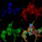 SytXII antibody, SMC-437D-FITC, StressMarq, Immunocytochemistry image 