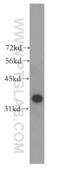 MAGE Family Member B4 antibody, 12786-2-AP, Proteintech Group, Western Blot image 
