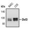 Dishevelled Segment Polarity Protein 3 antibody, PA5-17482, Invitrogen Antibodies, Western Blot image 