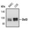 Dishevelled Segment Polarity Protein 3 antibody, PA5-17482, Invitrogen Antibodies, Western Blot image 