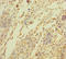 Chromosome 2 Open Reading Frame 49 antibody, LS-C397191, Lifespan Biosciences, Immunohistochemistry paraffin image 