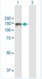 Lipin 2 antibody, H00009663-B01P-50ug, Novus Biologicals, Western Blot image 