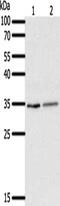 Surfactant Protein A1 antibody, CSB-PA582909, Cusabio, Western Blot image 
