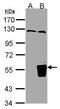 Tripartite motif-containing protein 15 antibody, PA5-28729, Invitrogen Antibodies, Western Blot image 