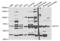 Microcephalin 1 antibody, abx004192, Abbexa, Western Blot image 