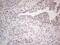 SPT3 Homolog, SAGA And STAGA Complex Component antibody, NBP2-45466, Novus Biologicals, Immunohistochemistry frozen image 
