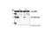 p21 antibody, 2946S, Cell Signaling Technology, Western Blot image 