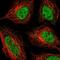 Zinc Finger Protein 326 antibody, NBP2-55094, Novus Biologicals, Immunofluorescence image 